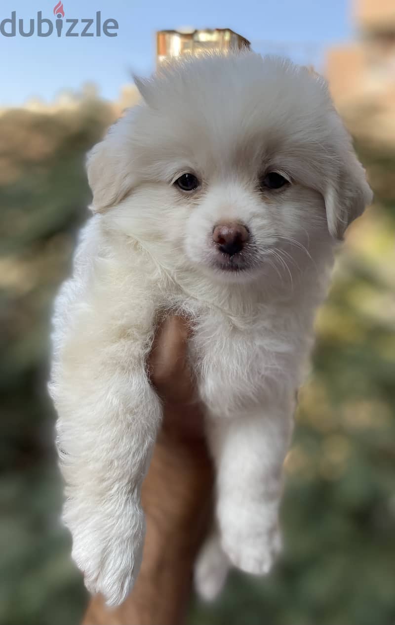 Havanese 3