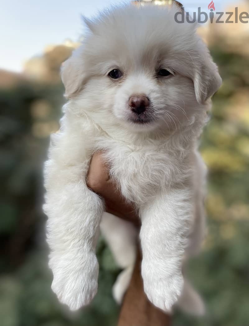 Havanese 4