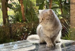 Scottish Fold Silver