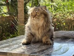 Scottish Fold Longhair Tiger - سكوتش فولد لونج هير