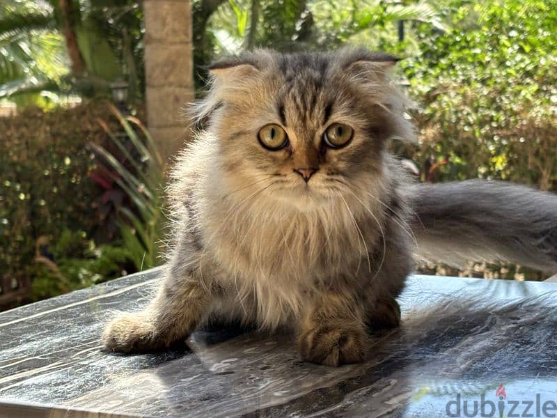 Scottish Fold Longhair Tiger - سكوتش فولد لونج هير 1