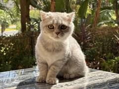 Scottish Fold Silver - سكوتش فولد سيلفر