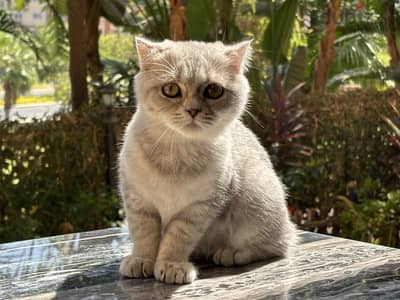 Scottish Fold Silver - سكوتش فولد سيلفر