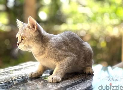 British Shorthair Silver - قط بريطاني