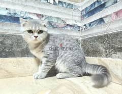 Scottish Fold Silver Tabby - سكوتش فولد سيلفر تابي