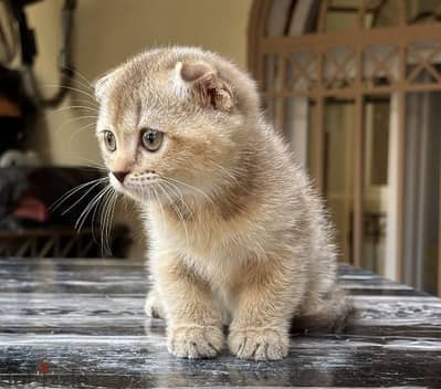 Scottish Fold Shorthair Blue Gold