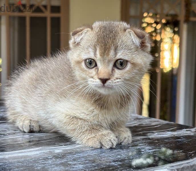 Scottish Fold Shorthair Blue Gold 2