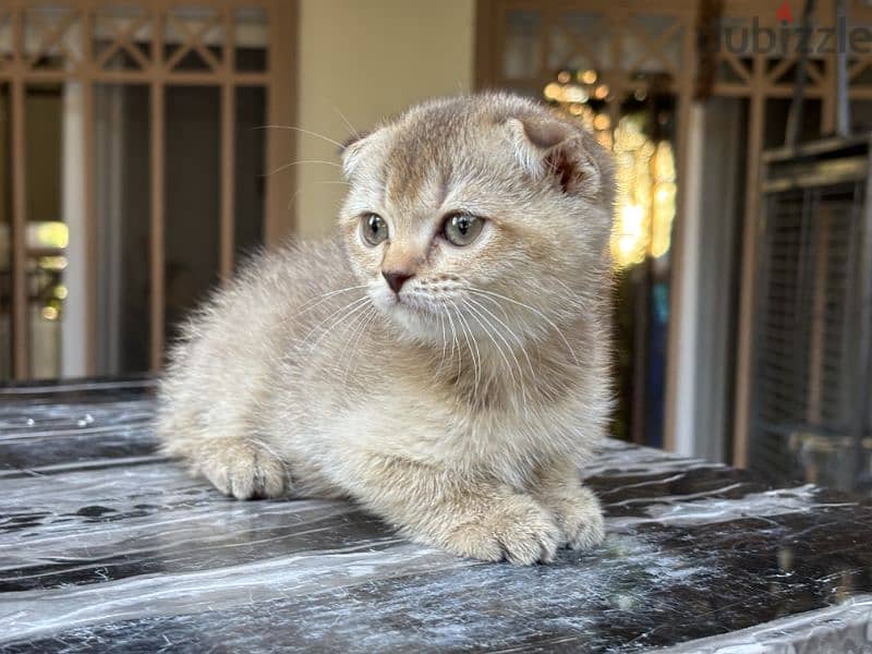 Scottish Fold Shorthair Blue Gold 3