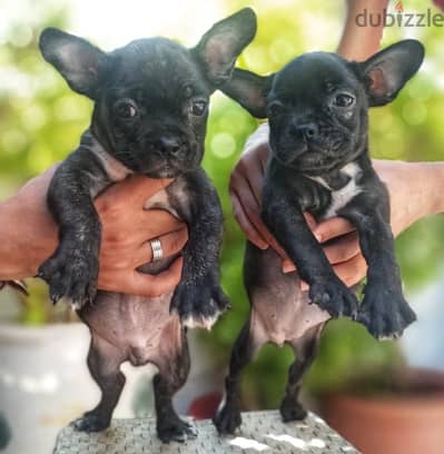 ولد و بنت فرنش بولدوج french bulldog