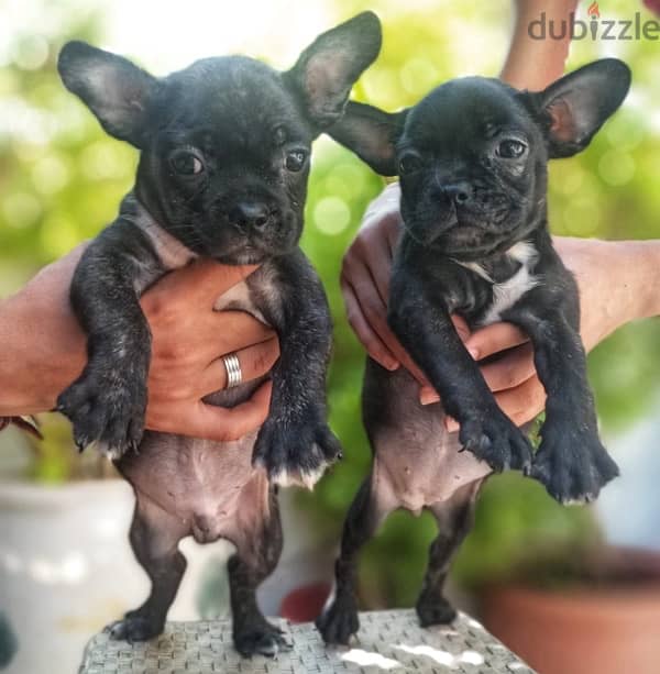 ولد و بنت فرنش بولدوج french bulldog 0