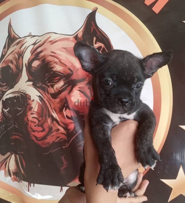 ولد و بنت فرنش بولدوج french bulldog 1