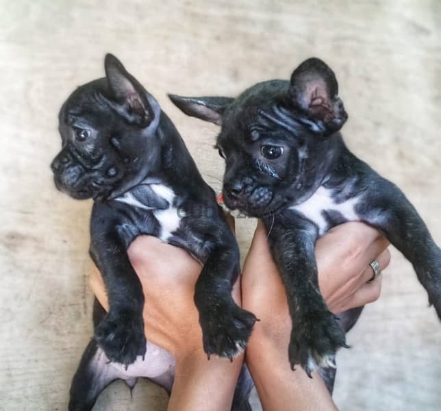 ولد و بنت فرنش بولدوج french bulldog 3