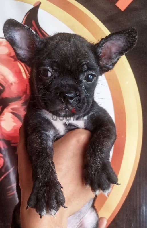 ولد و بنت فرنش بولدوج french bulldog 4