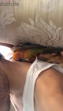 parrot Sun, Conure ببغاء صن كونيور