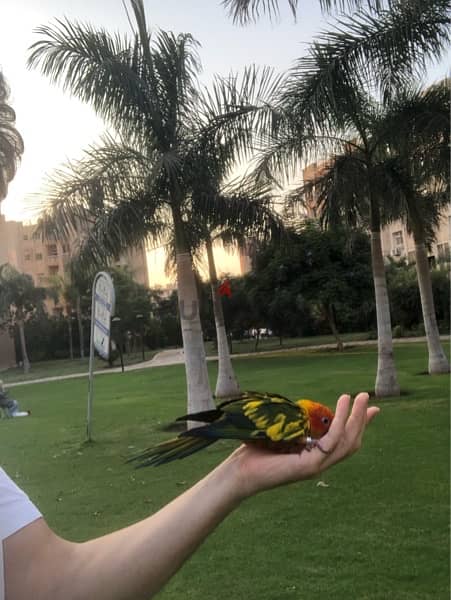 parrot Sun, Conure ببغاء صن كونيور 1