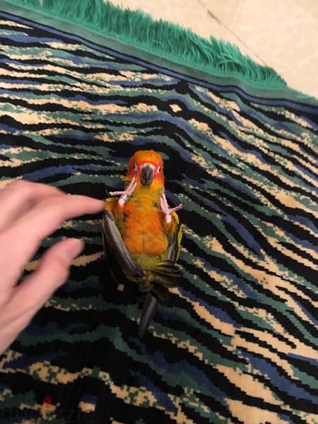 parrot Sun, Conure ببغاء صن كونيور 2