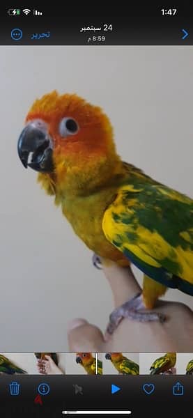 parrot Sun, Conure ببغاء صن كونيور 3