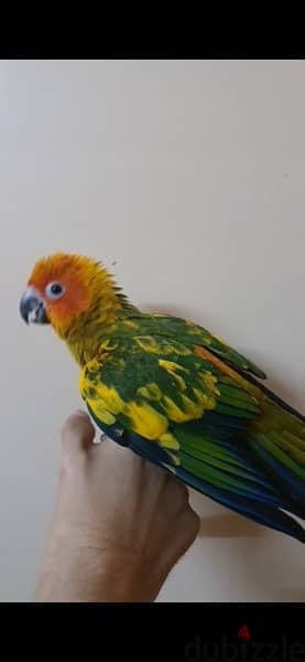 parrot Sun, Conure ببغاء صن كونيور 4