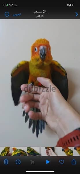 parrot Sun, Conure ببغاء صن كونيور 5