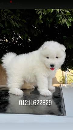 samoyed puppies top quality جراء سامويد