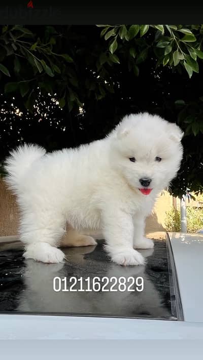 samoyed