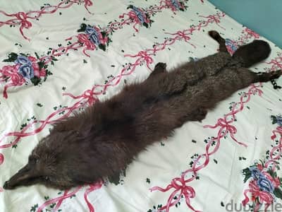 Fox fur from France