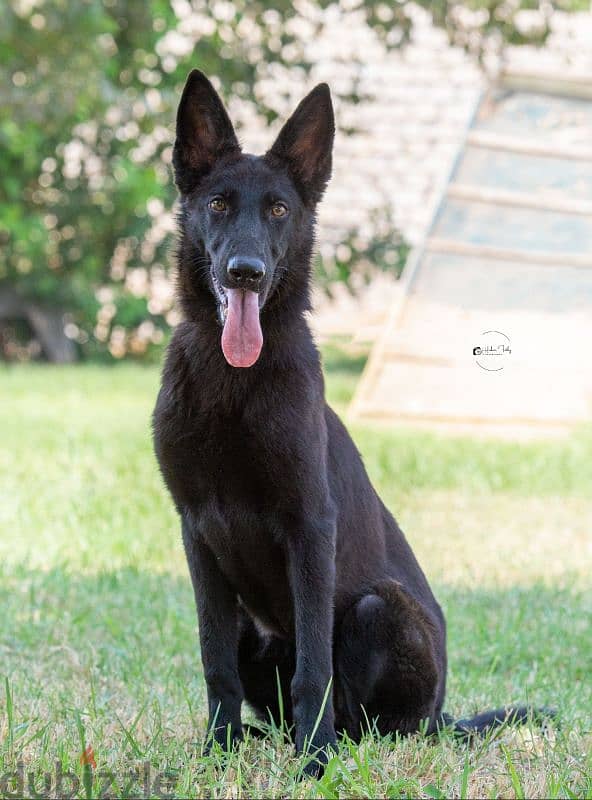 GERMAN SHEPHERD WORK LINE جيرمن شيبرد 2