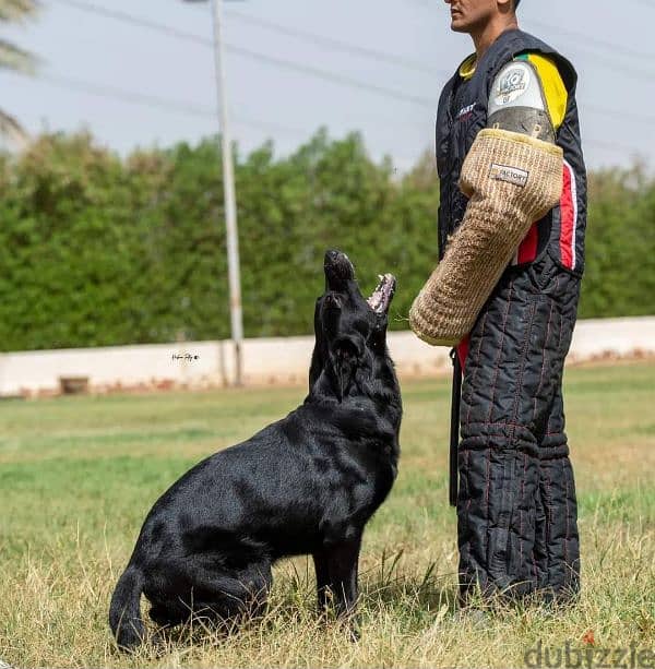 GERMAN SHEPHERD WORK LINE جيرمن شيبرد 3