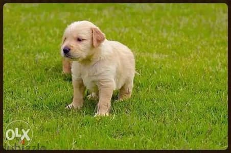 جولدن ريتريفر golden retriever