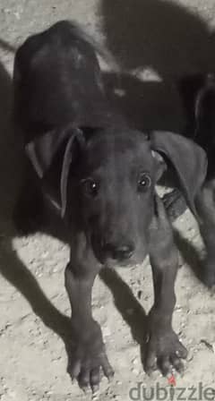 Great dane puppies جراء جريت دان 0