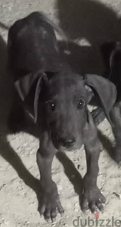 Great dane dog puppies جراء كلب جريت دان