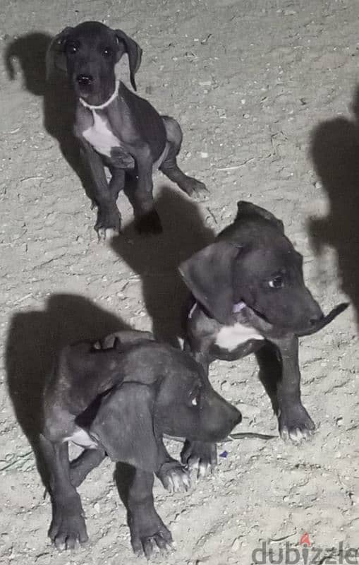 Great dane puppies جراء جريت دان 1