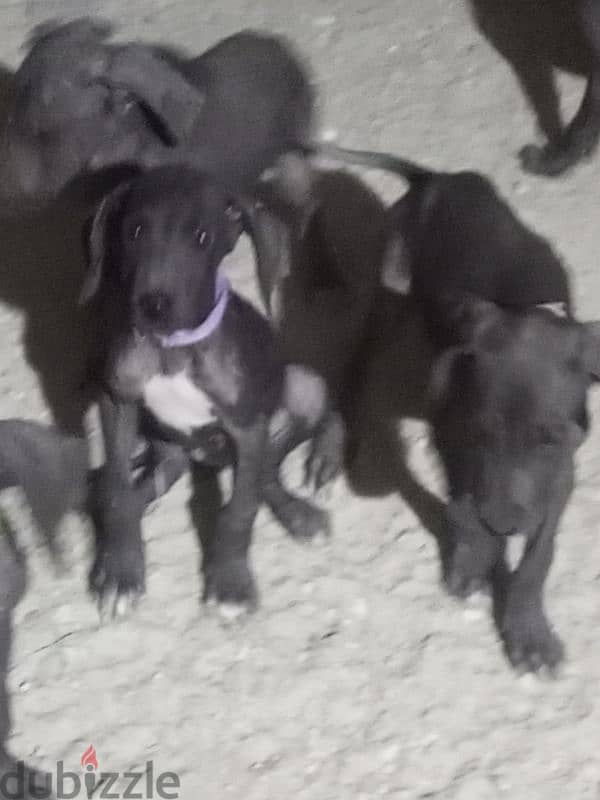 Great dane puppies جراء جريت دان 2