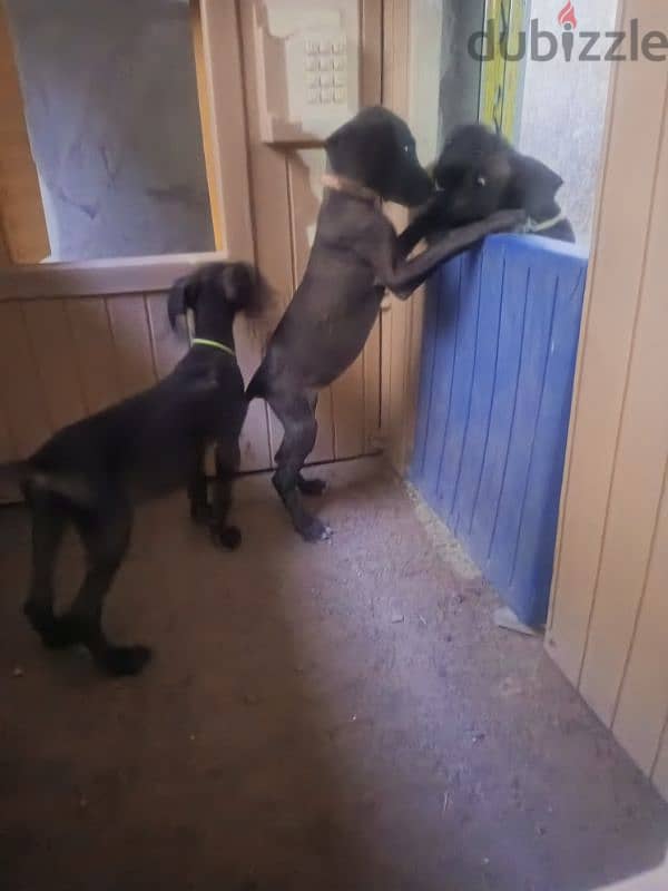 Great dane puppies جراء جريت دان 3