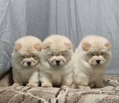 chow chow