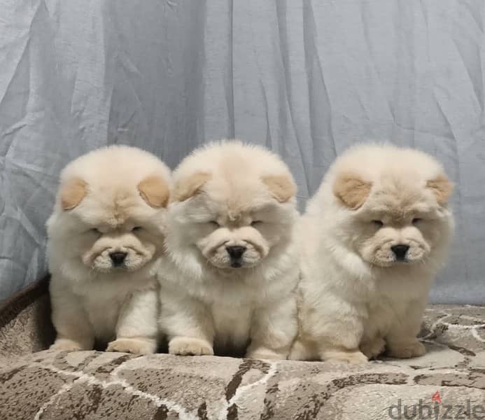 chow chow 0