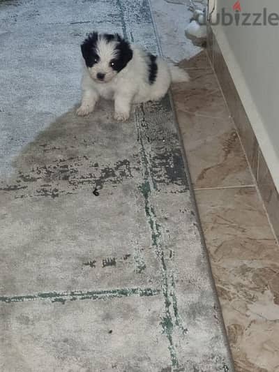 Havanese puppies for sale