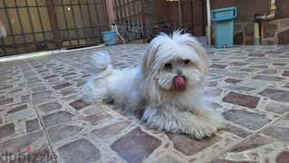 Havanese for adoption