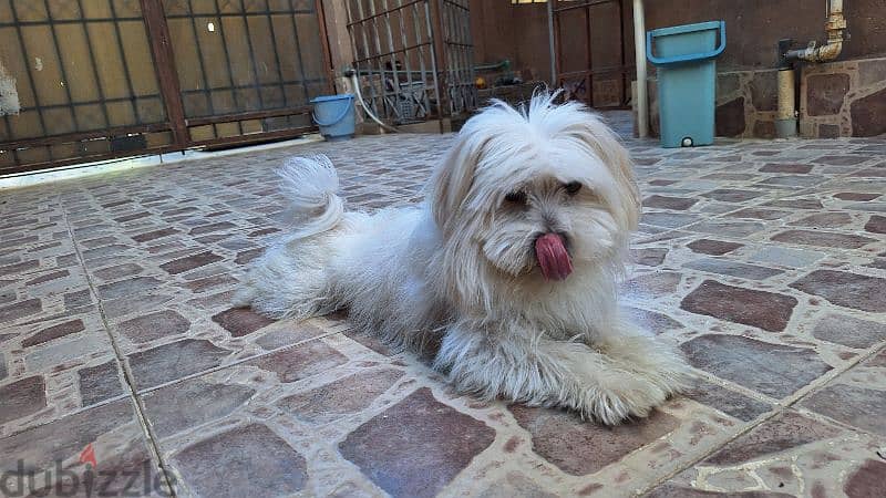 Havanese for adoption 0