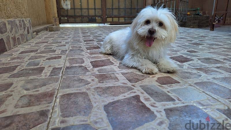 Havanese for adoption 1