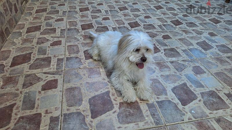 Havanese for adoption 2