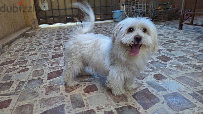 Havanese for adoption 3