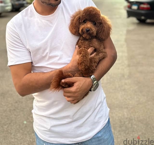 poodle toypoodle بودل 0