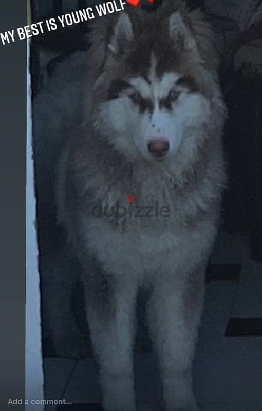 pure husky  كلب هاسكي بيور 2