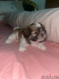 Red nose pure Shihtzu puppy 100%