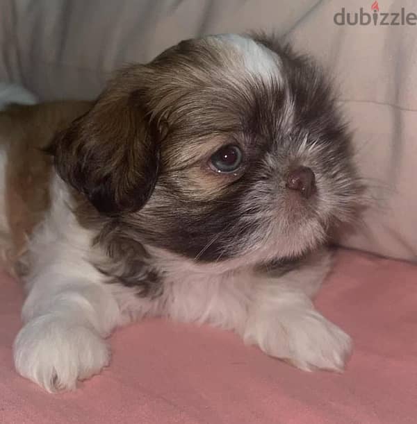 Red nose pure Shihtzu puppy 100% 1