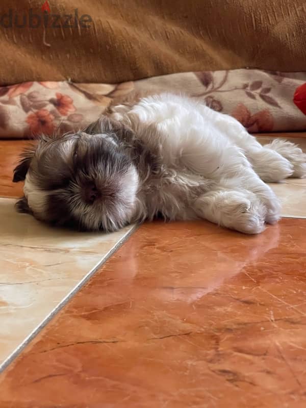 Red nose pure Shihtzu puppy 100% 2