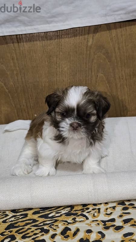 Red nose pure Shihtzu puppy 100% 3