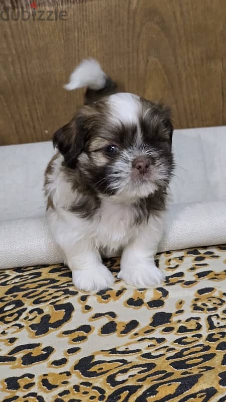 Red nose pure Shihtzu puppy 100% 4