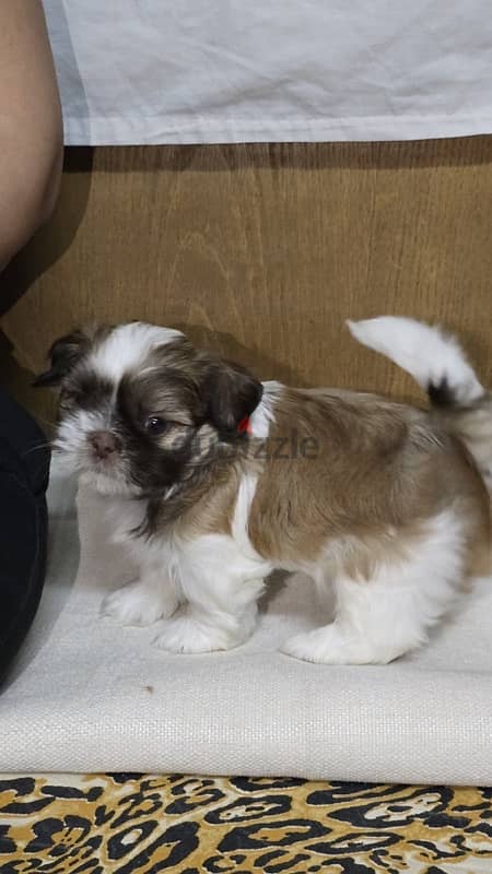 Red nose pure Shihtzu puppy 100% 5